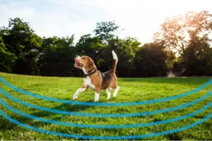 How Much Does an Electric Fence for a Dog Cost: Budget Tips