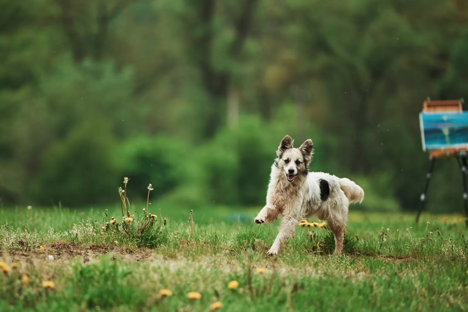 Photo inspiration: Invisible Fence Where Pet Freedom Meets Trusted Protection Photo Inspiration