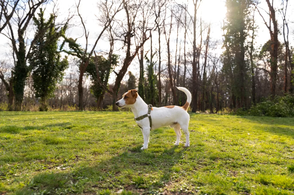 These systems offer a safe way to contain dogs without visible barriers. Understanding how they work, their benefits, and available services is essential.