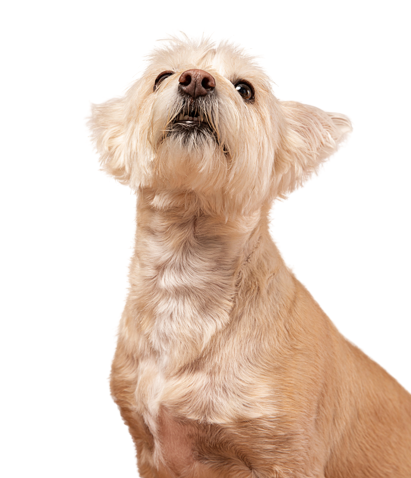 Electri Barrier For Dogssystem creating safe boundaries for pets in a backyard – Freedom Fence CT & NY