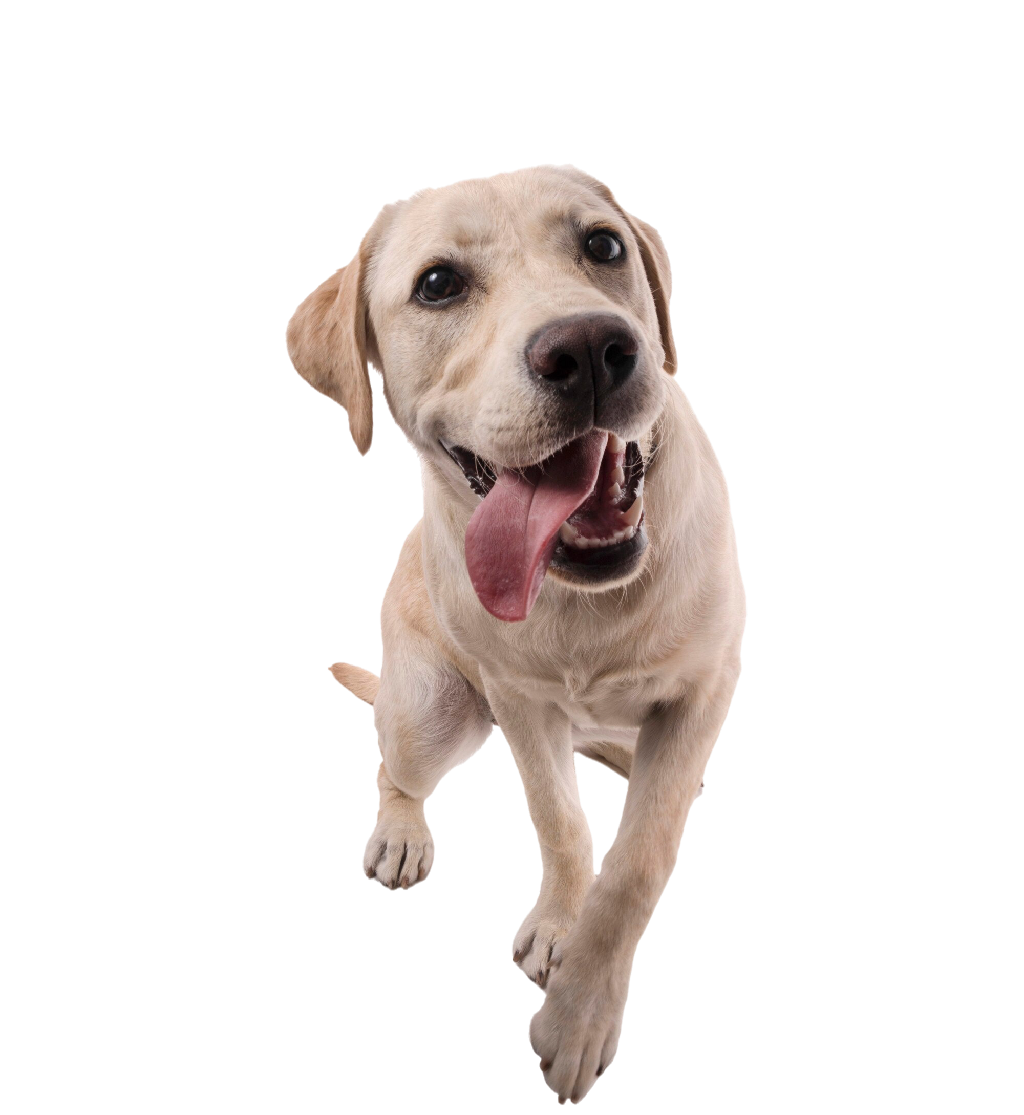 Dog enjoying yard safely with invisible electric barrier