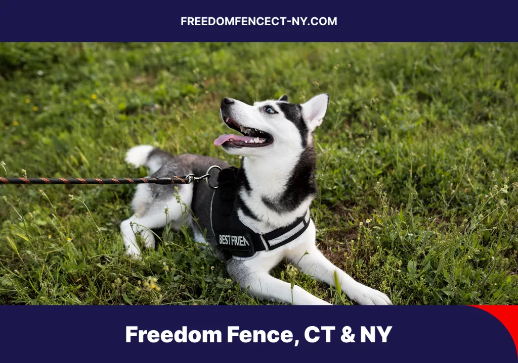 Dog wearing an invisible fence collar during training with boundary flags in the yard.