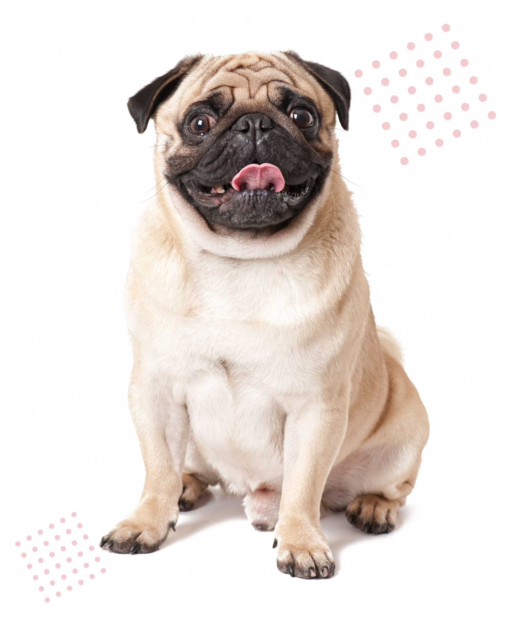 Keep Your Dog Safe & Free with Freedom Fence CT & NY – Invisible Fences Across Connecticut & New York