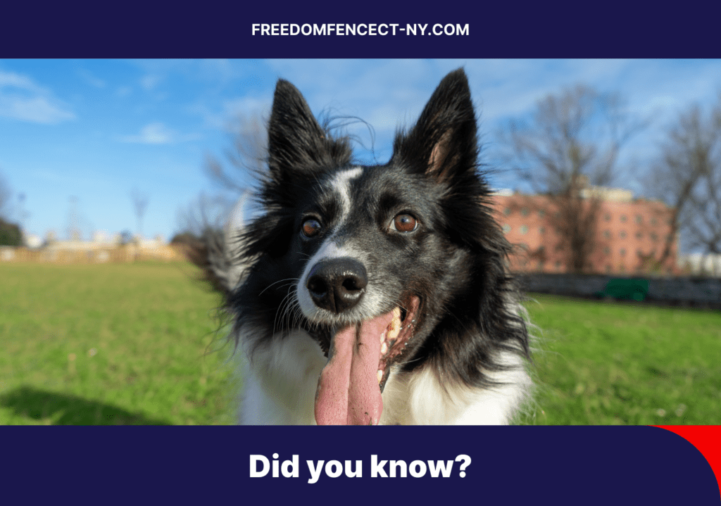 Electric dog fence system installation in CT & NY with underground wire and receiver collar for safe pet containment