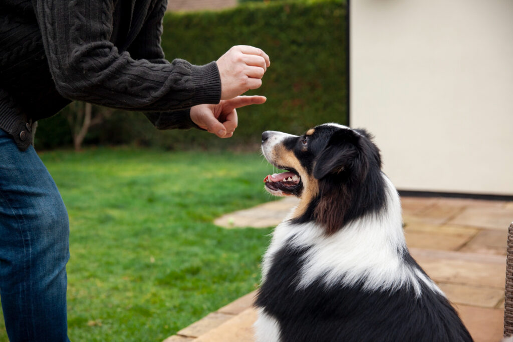 Freedom Fence technician training a dog on electric fence boundaries with owner in Connecticut backyard